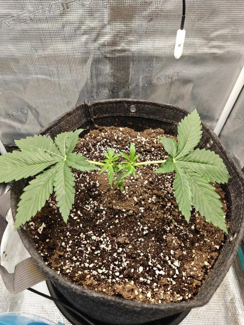 Sour Moose (feminized photoperiod). Week 2 - First mainline cut. 