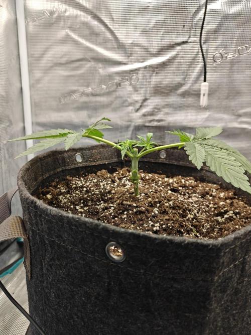 Sour Moose (feminized photoperiod). Week 2 - First mainline cut.