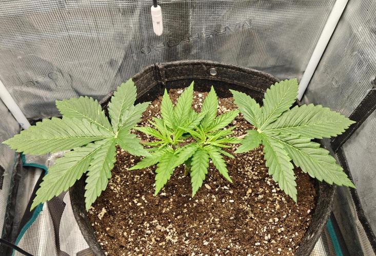 Sour Moose. Week 3