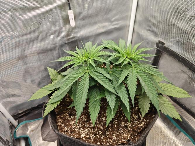 Sour Moose (feminized photoperiod). Week 4