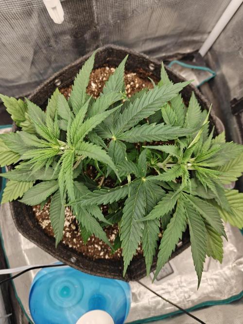 Sour Moose (feminized photoperiod). Week 4
