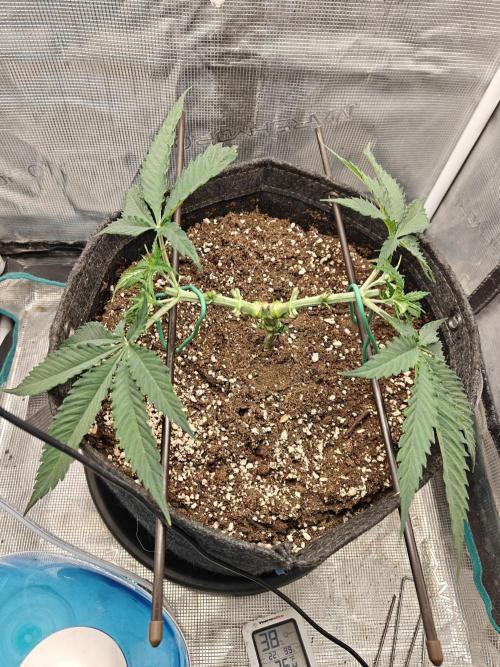 Sour Moose (feminized photoperiod). Week 4 - Second round of mainline cuts. 