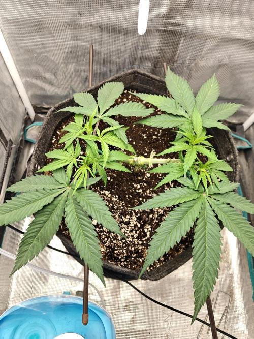 Sour Moose (feminized photoperiod). Week 5
