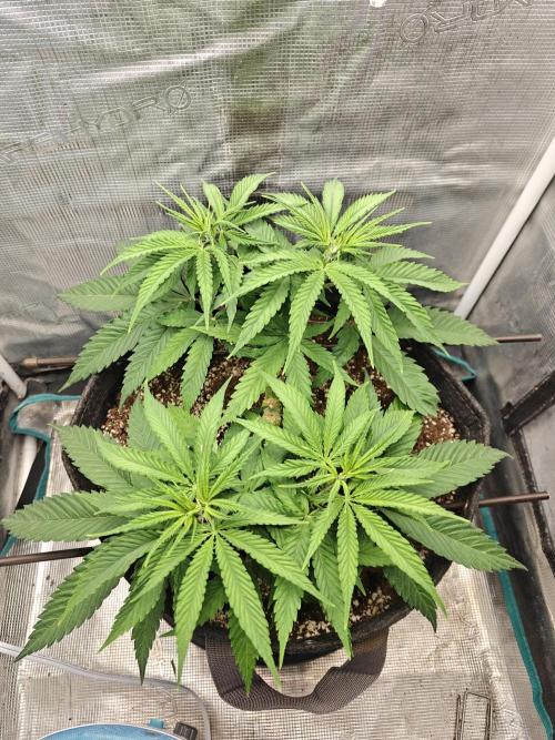 Sour Moose (feminized photoperiod). Week 5