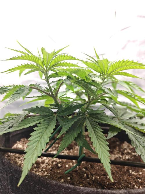 Sour Moose (feminized photoperiod). Week 5