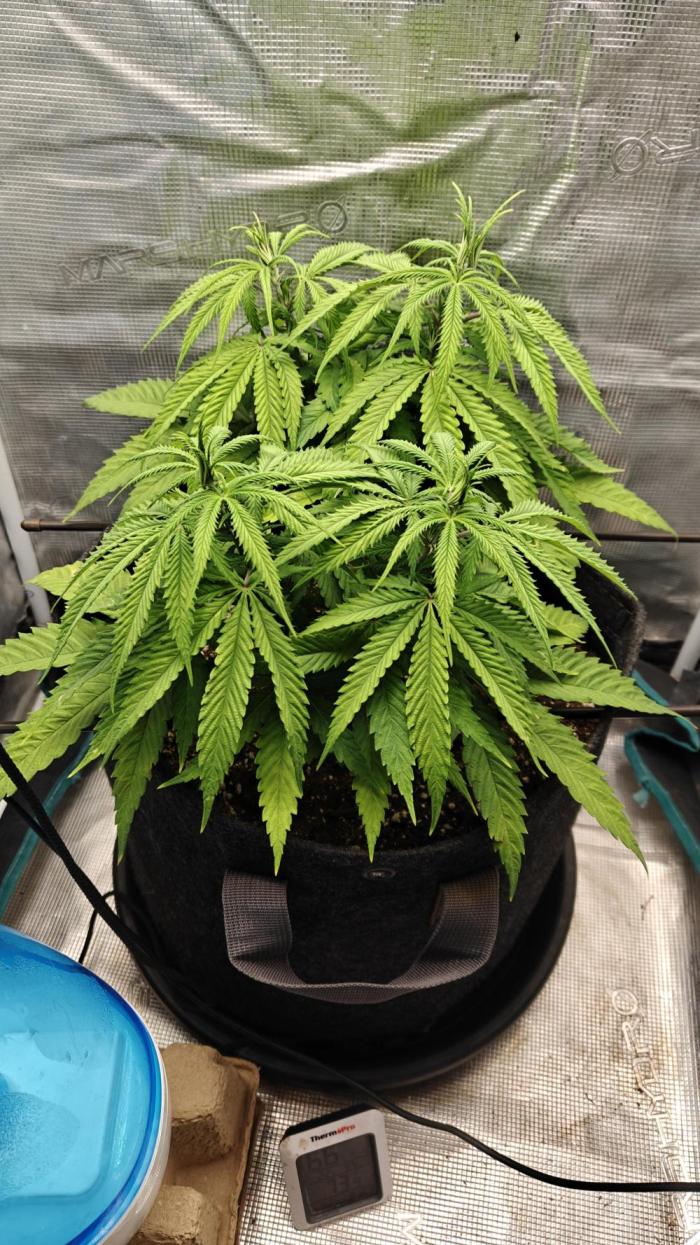Sour Moose (feminized photoperiod). Week 6