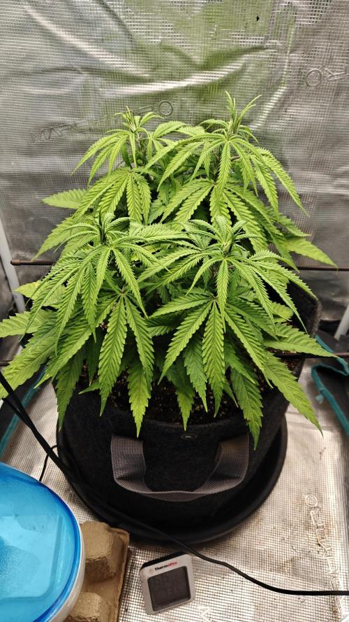 Sour Moose. Week 6
