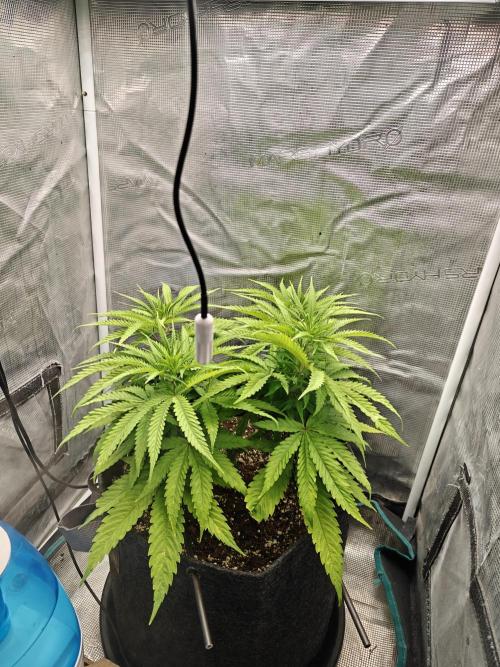 Sour Moose (feminized photoperiod). Week 7