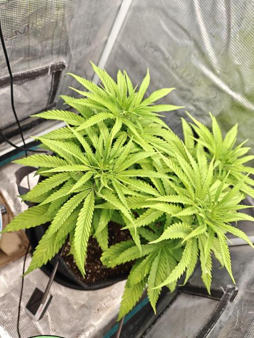 Sour Moose (feminized photoperiod). Week 7