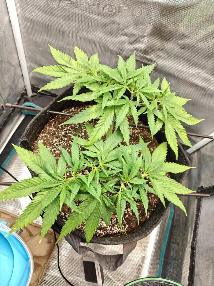 Sour Moose (feminized photoperiod). Week 8