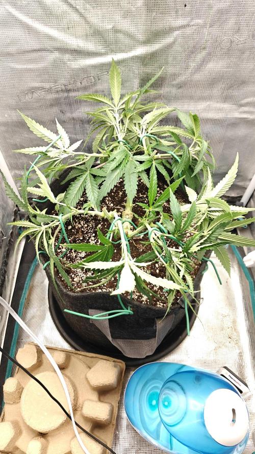 Sour Moose. Week 9