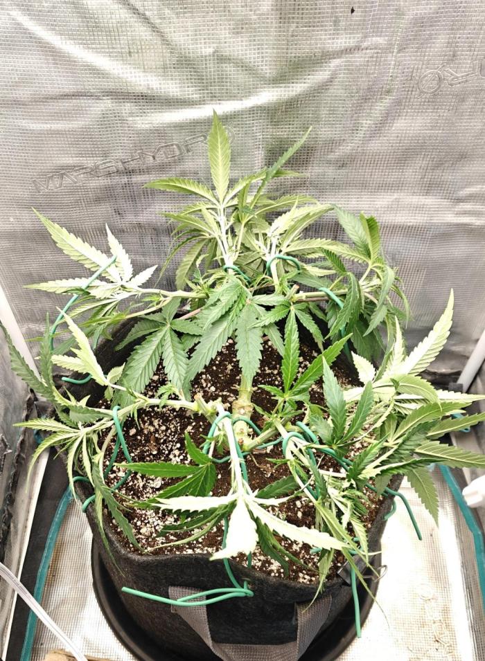 Sour Moose (feminized photoperiod). Week 9