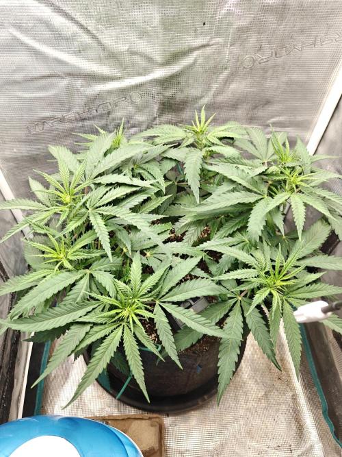Sour Moose (feminized photoperiod). Week 9