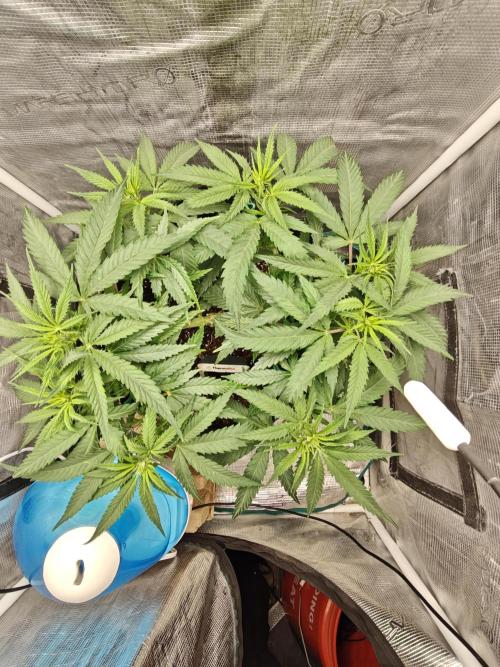 Sour Moose. Week 9