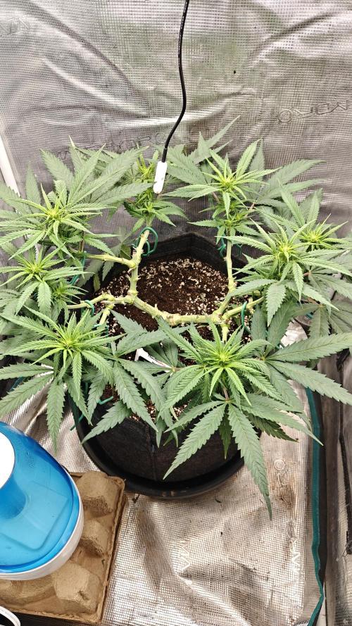 Sour Moose. Week 10