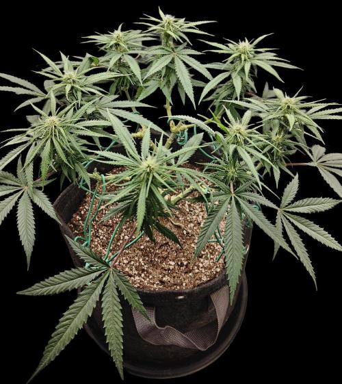 Sour Moose (feminized photoperiod). Week 11 - After defoliation