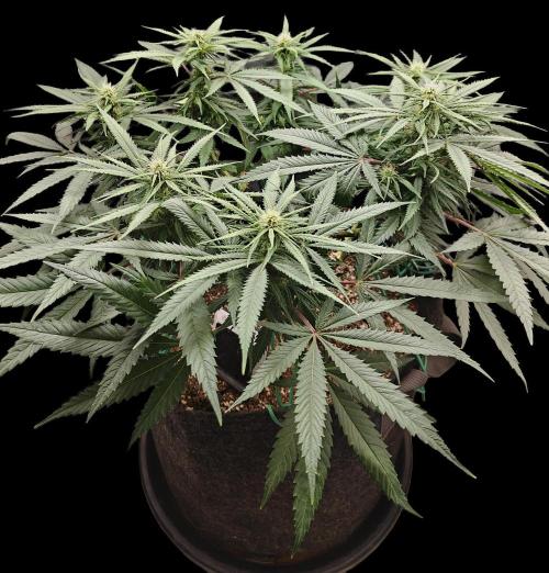 Sour Moose (feminized photoperiod). Week 11 - Before defoliation 