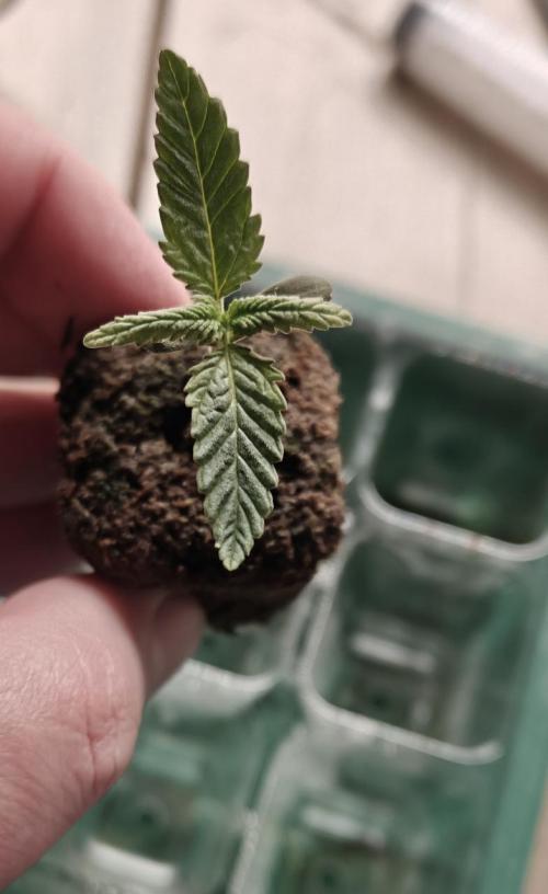 Ne-O'z (Strawberry Nuggets x Mephist0'z). Week 0