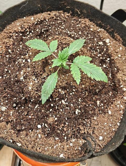 Neapolitan Oreoz. Week 1