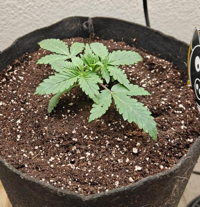 Ne-O'z (Strawberry Nuggets x Mephist0'z). Week 1