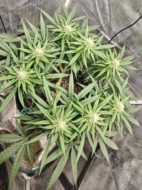 Sour Moose (feminized photoperiod). Week 12
