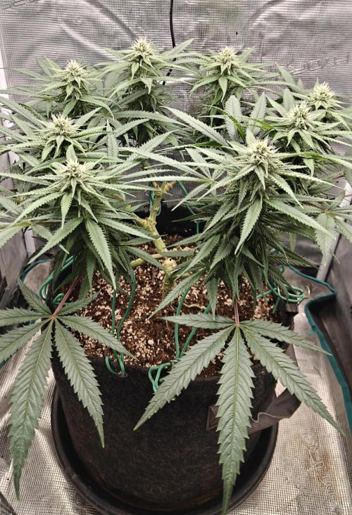 Sour Moose (feminized photoperiod). Week 12