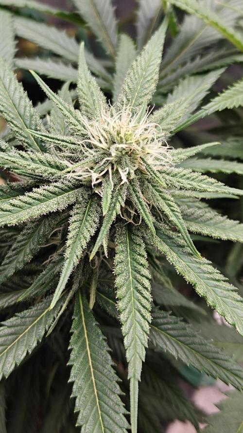 Sour Moose (feminized photoperiod). Week 12
