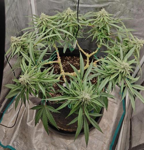Sour Moose (feminized photoperiod). Week 13