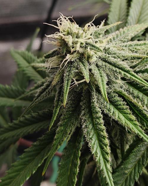 Sour Moose (feminized photoperiod). Week 13