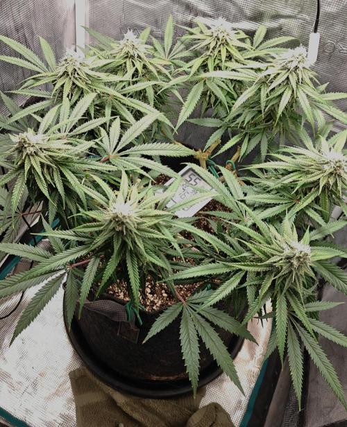 Sour Moose (feminized photoperiod). Week 14 - First day of Week 6 flower.