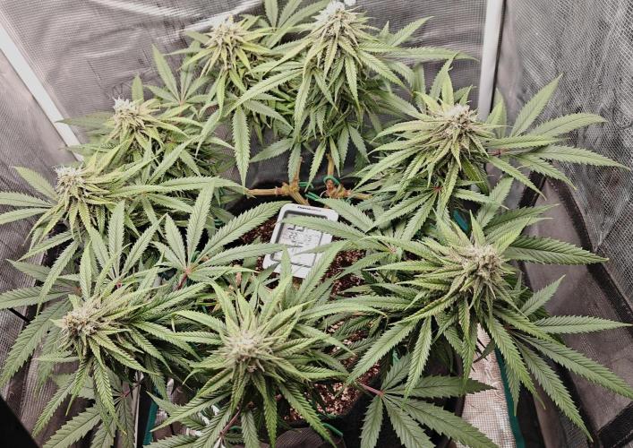 Sour Moose (feminized photoperiod). Week 14 - First day of Week 6 flower.