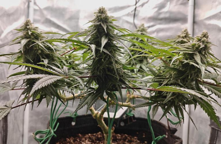 Sour Moose (feminized photoperiod). Week 14 - First day of Week 6 flower.