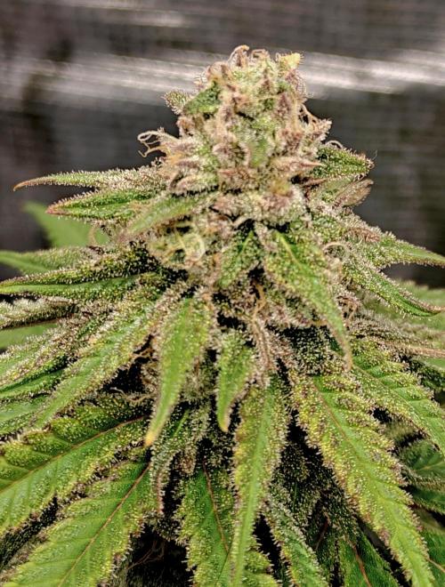 Sour Moose (feminized photoperiod). Week 15
