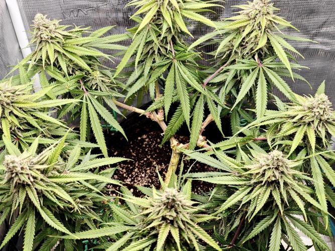 Sour Moose (feminized photoperiod). Week 15