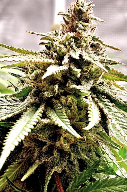 Sour Moose (feminized photoperiod). Week 15