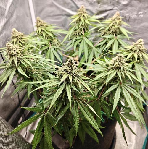 Sour Moose (feminized photoperiod). Week 15