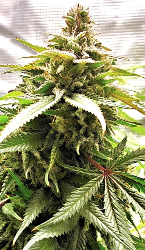 Sour Moose. Week 15