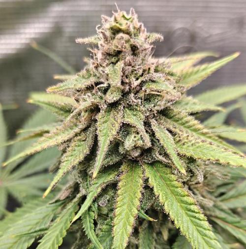 Sour Moose (feminized photoperiod). Week 16