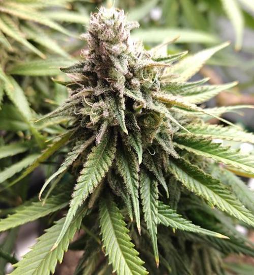 Sour Moose (feminized photoperiod). Week 16