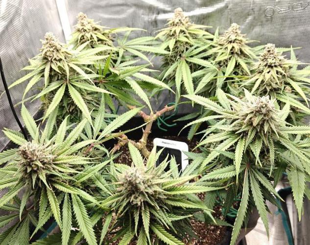 Sour Moose (feminized photoperiod). Week 16