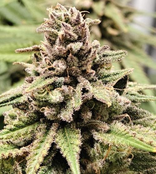 Sour Moose (feminized photoperiod). Week 16
