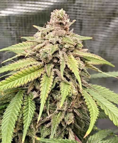 Sour Moose (feminized photoperiod). Week 16