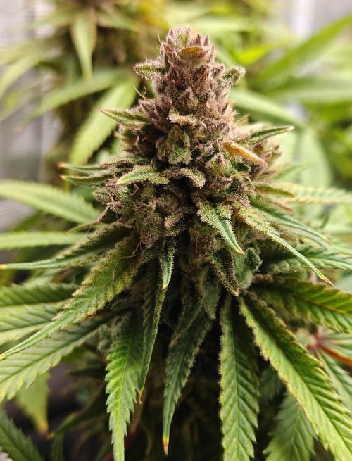 Sour Moose (feminized photoperiod). Week 17