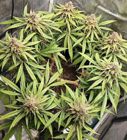Sour Moose (feminized photoperiod). Week 17