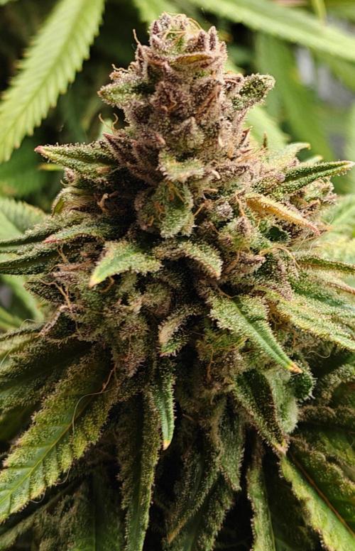 Sour Moose. Week 17
