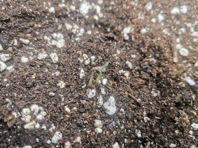 Beginner Grower - Budget setup. Week 0