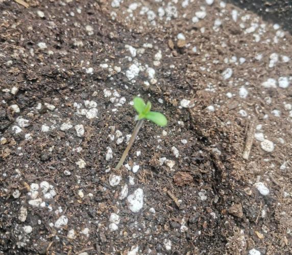 Beginner Grower - Budget setup. Week 0