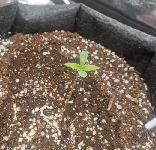 Beginner Grower - Budget setup. Week 0