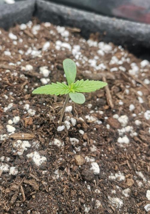Beginner Grower - Budget setup. Week 1