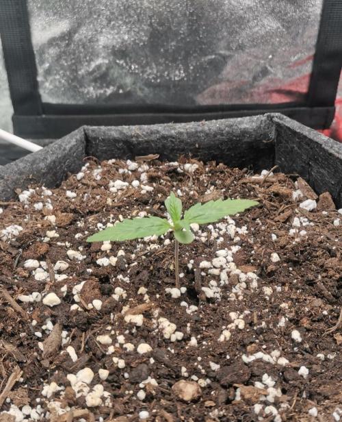 Beginner Grower - Budget setup. Week 1